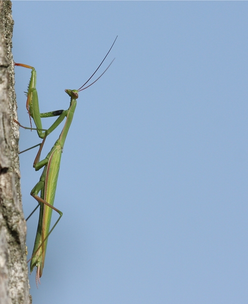 Mantide religiosa